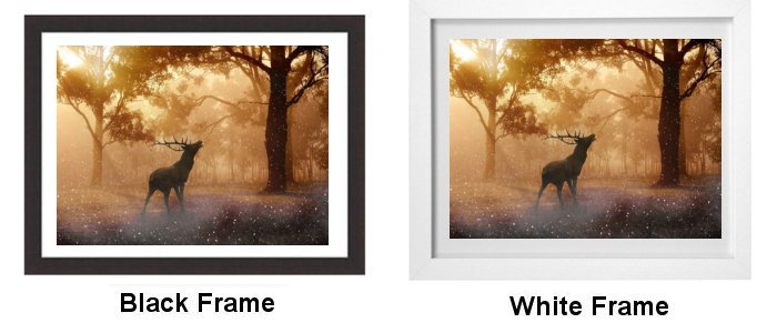 Select Your Frame Select Your Frame